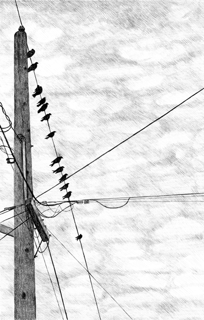 Birds on a Wire